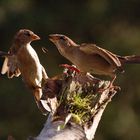 2 Feldsperlinge im streit