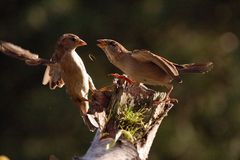 2 Feldsperlinge im streit