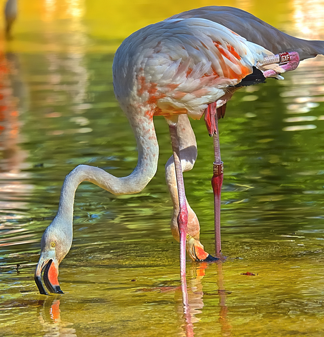 2 Flamencos 2