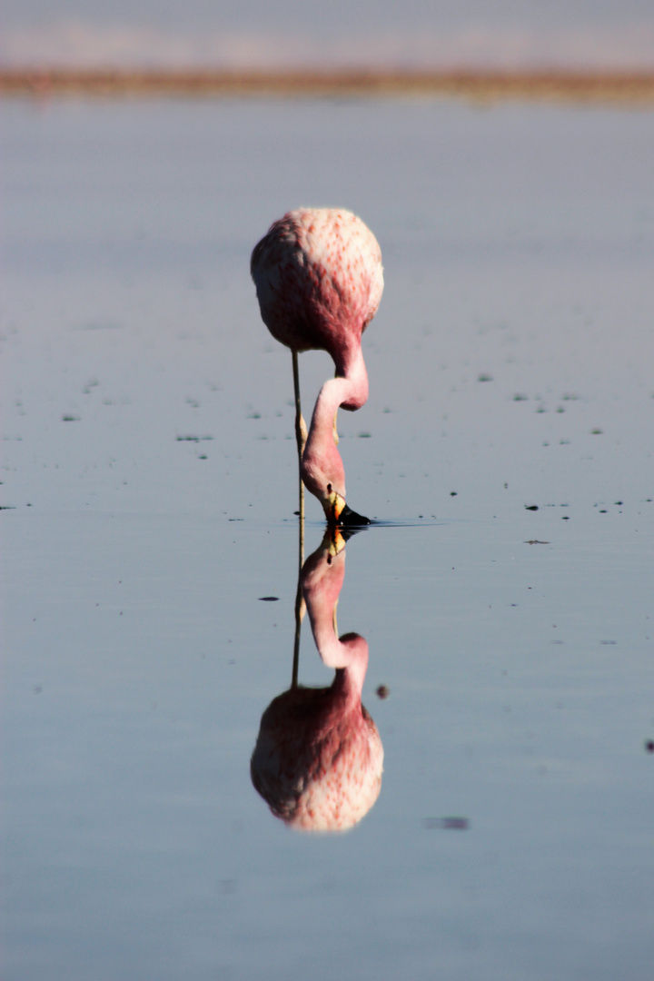 2 Flamingoes