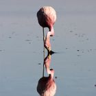 2 Flamingoes