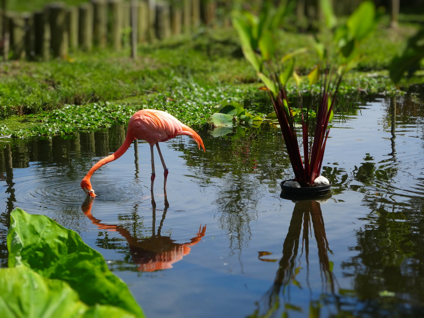 2 Flamingos