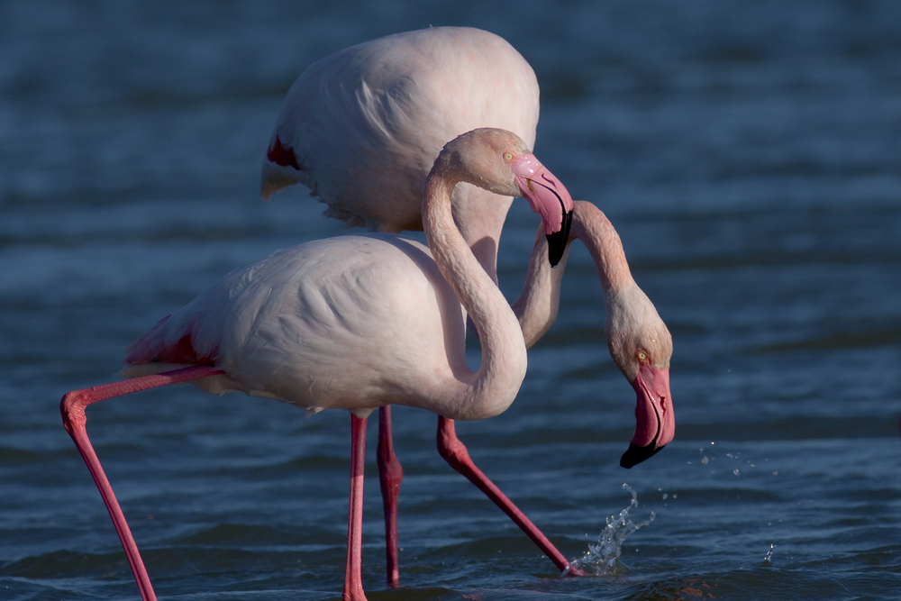 2 Flamingos beim Nachtisch