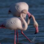 2 Flamingos beim Nachtisch
