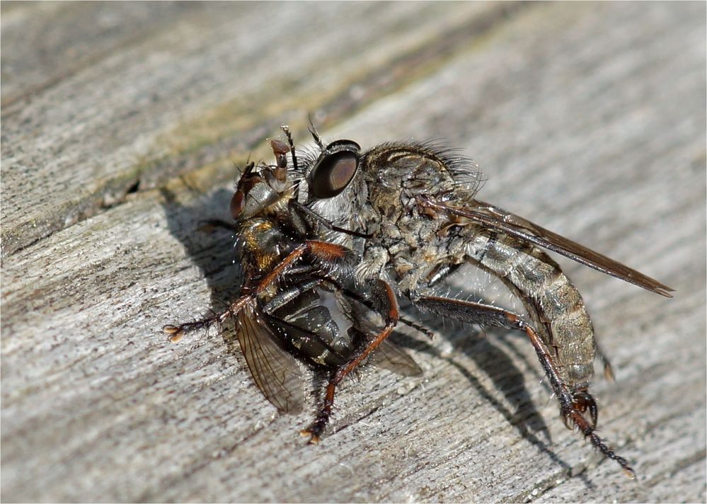 2 Fliegen unter sich  - Raubfliege mit Beute