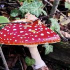 (2) Fliegenpilz (Amanita muscaria)