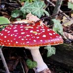 (2) Fliegenpilz (Amanita muscaria)