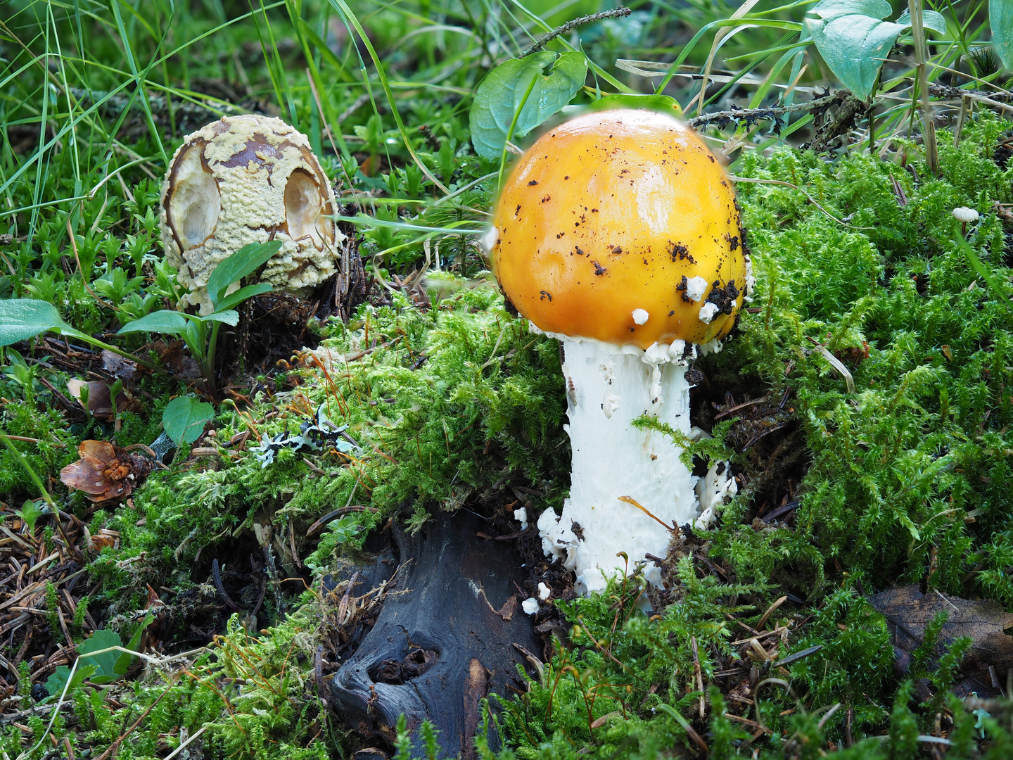 2 Fliegenpilz Varianten