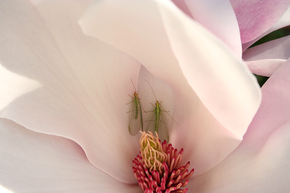 2 Florfliegen in Magnolienblüte