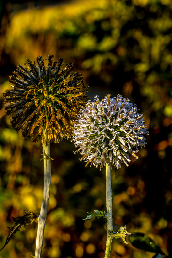 2 Flowers