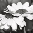 2 Flowers - B&W