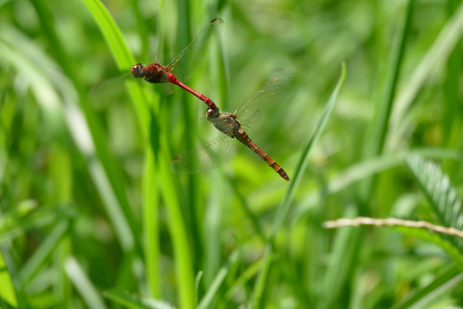 2 Flugkünstler