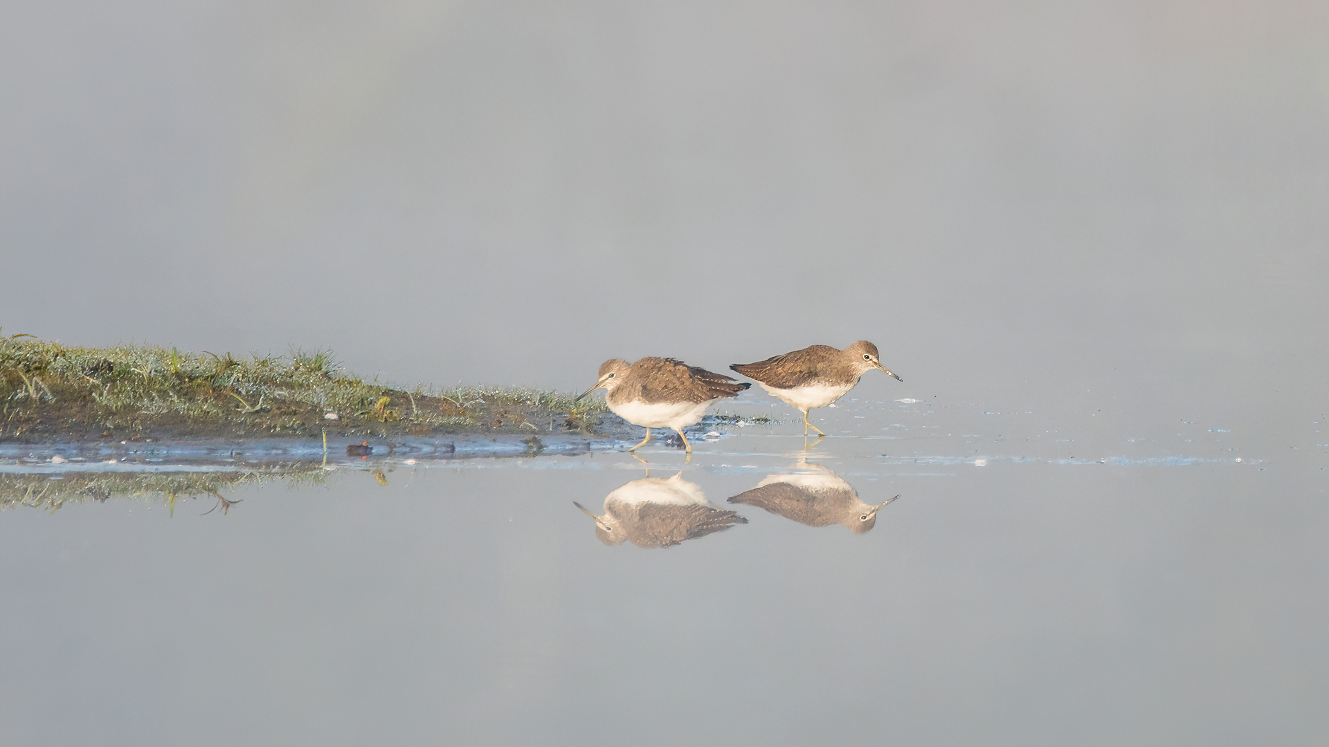 2 Flussuferläufer kurz nach dem sich der Nebel gelichtet hat