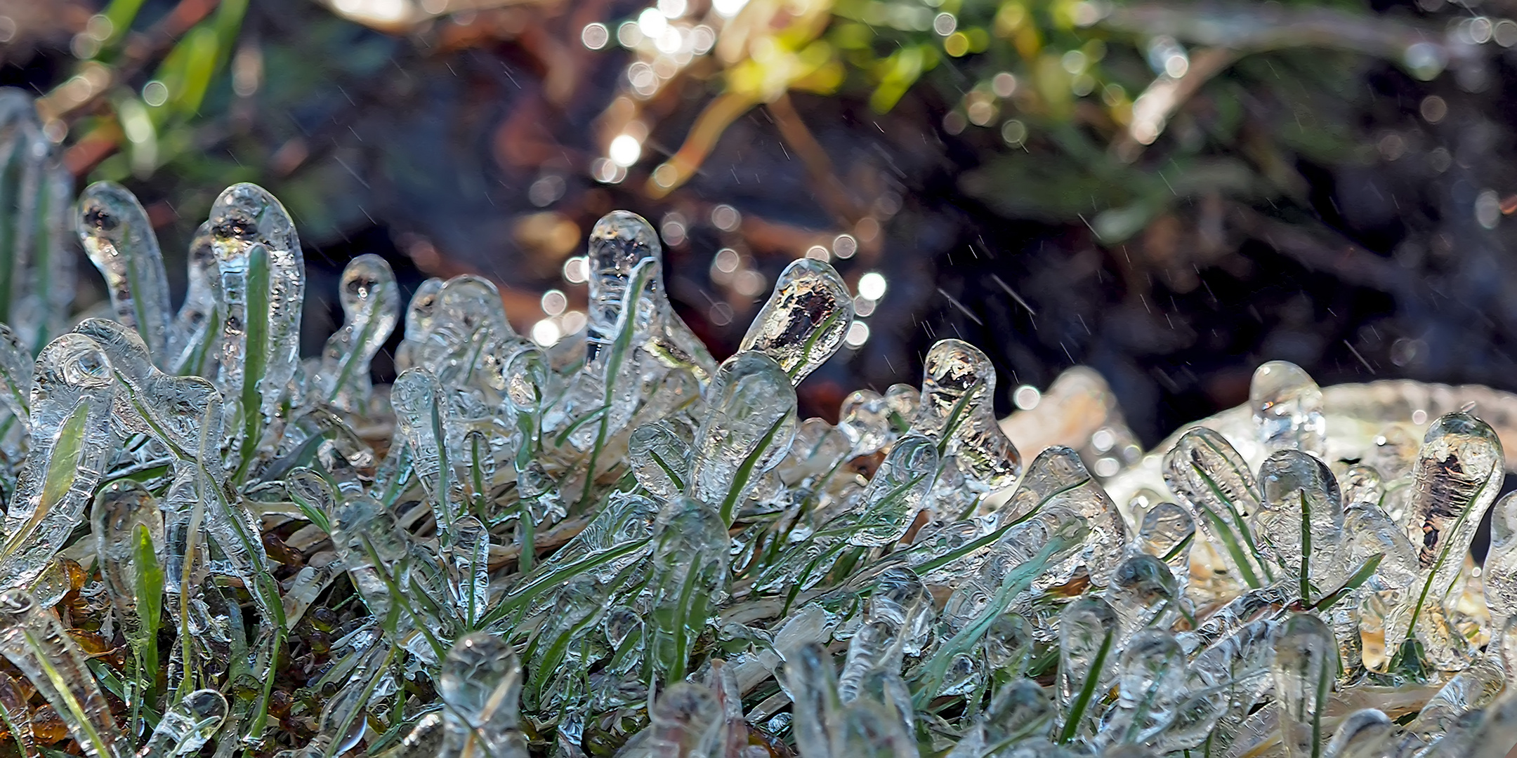 2. Foto: Vom Brunnen angespritztes Gras bei Minustemperaturen. - Sous l'éclaboussure l'herbe gèle...