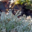 2. Foto: Vom Brunnen angespritztes Gras bei Minustemperaturen. - Sous l'éclaboussure l'herbe gèle...