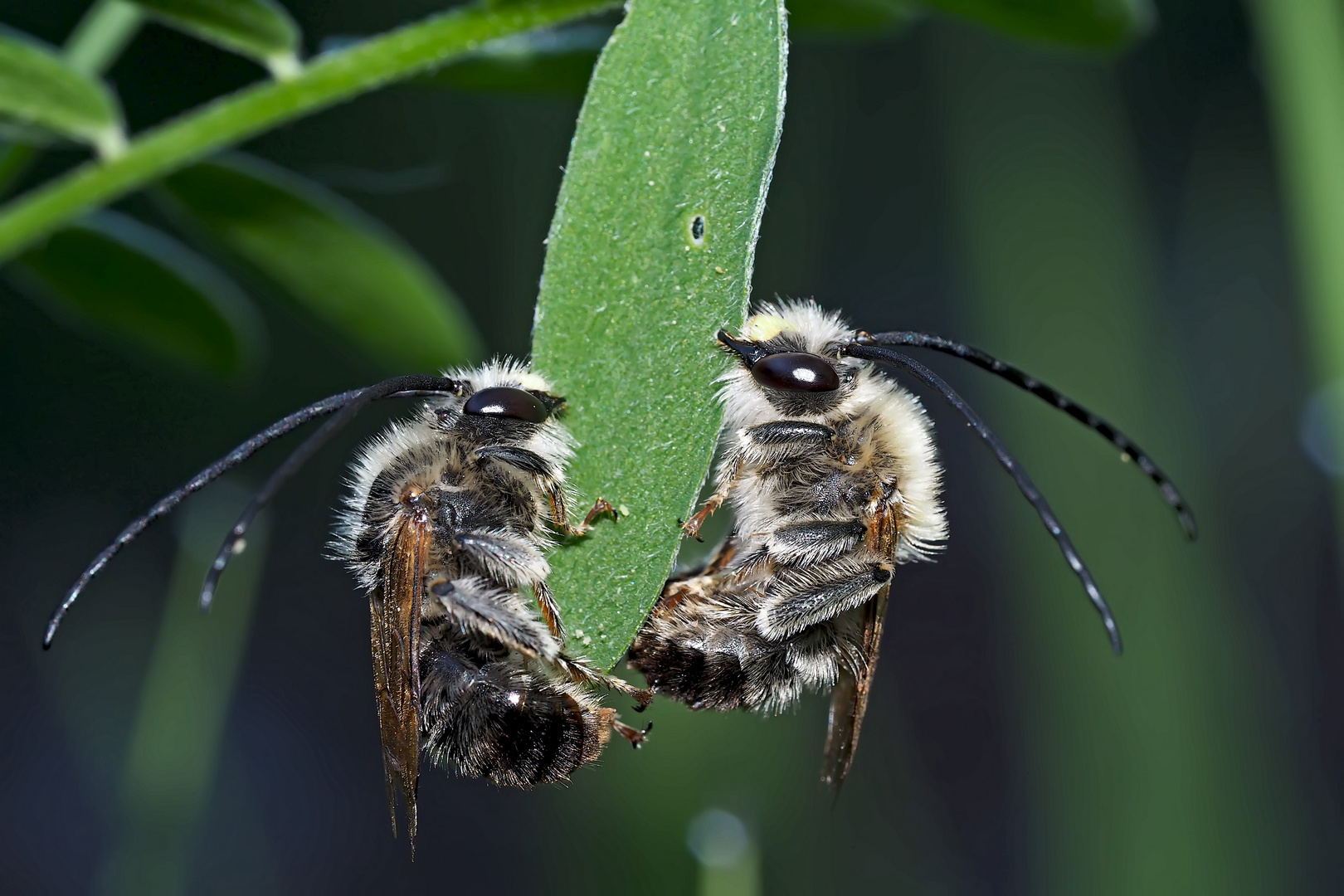 2. Foto: Zwei Langhornbienen* im Tiefschlaf. - Deux abeilles sauvages pendant leur profond sommeil!