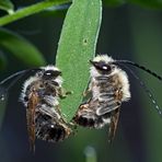 2. Foto: Zwei Langhornbienen* im Tiefschlaf. - Deux abeilles sauvages pendant leur profond sommeil!