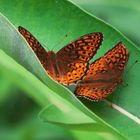 2 Fritillaries  (Spegena cybele)