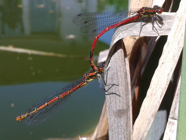 2 frühe Adonisjungfern (Pyrrhosoma nymphula) beim Paarungsakt