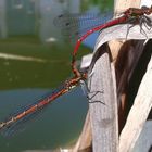 2 frühe Adonisjungfern (Pyrrhosoma nymphula) beim Paarungsakt