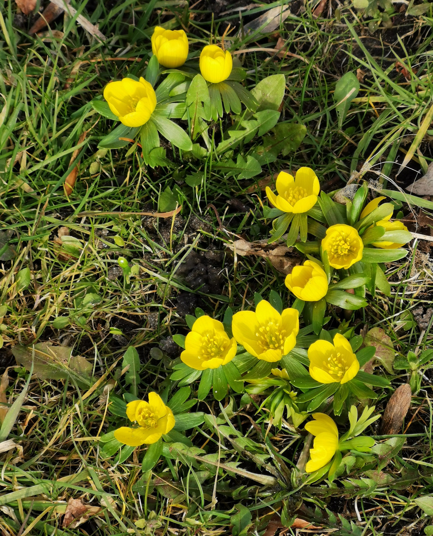 (2) Frühling lässt grüßen... 