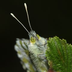 (2) Frühlingsfarben: Ein Aurorafalter-Männchen (Anthochares cardamines) vor dem Jungfernflug!