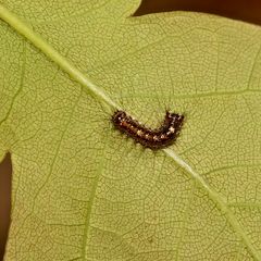 (2) Fünf Arten junger, haariger Raupen in 22 Bildern ...