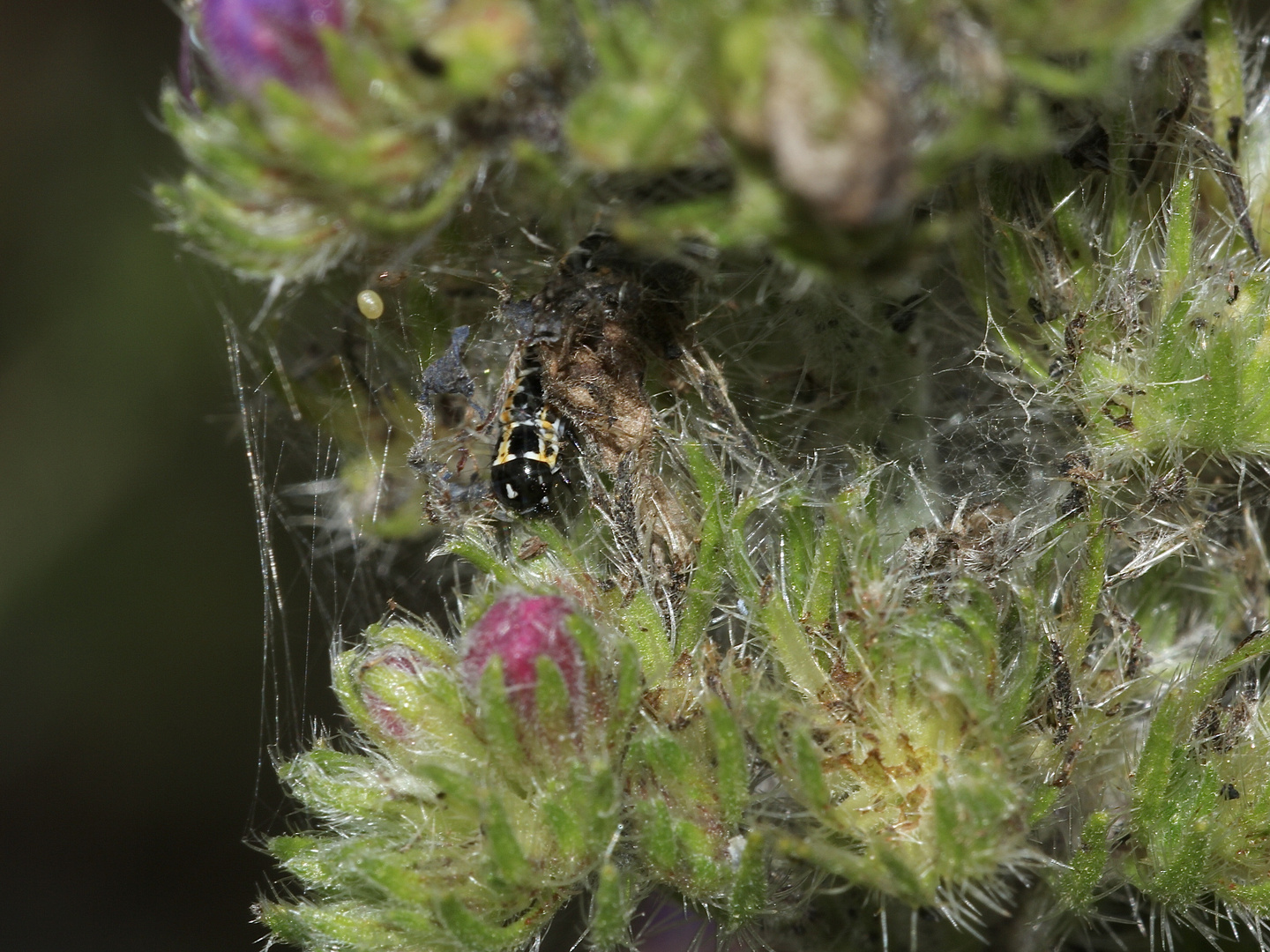 (2) Fünf Raupen von Ethmia bipunctella, einem Kleinschmetterling ...