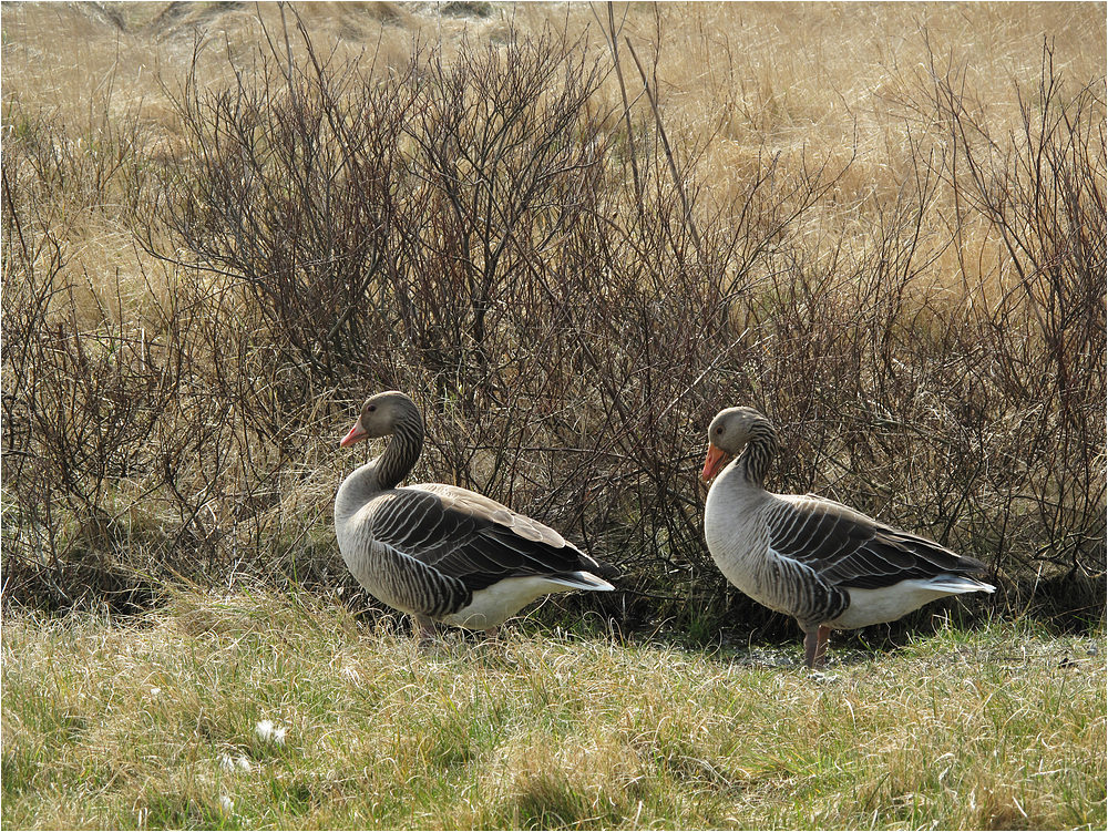 2 Gänschen auf Langeoog