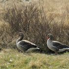 2 Gänschen auf Langeoog