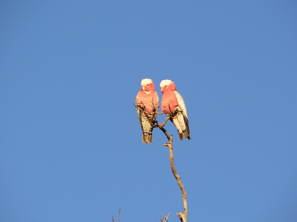 2 Galahs