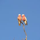 2 Galahs