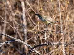 2) _Galapagos Flycatcher.                   DSC9489-2