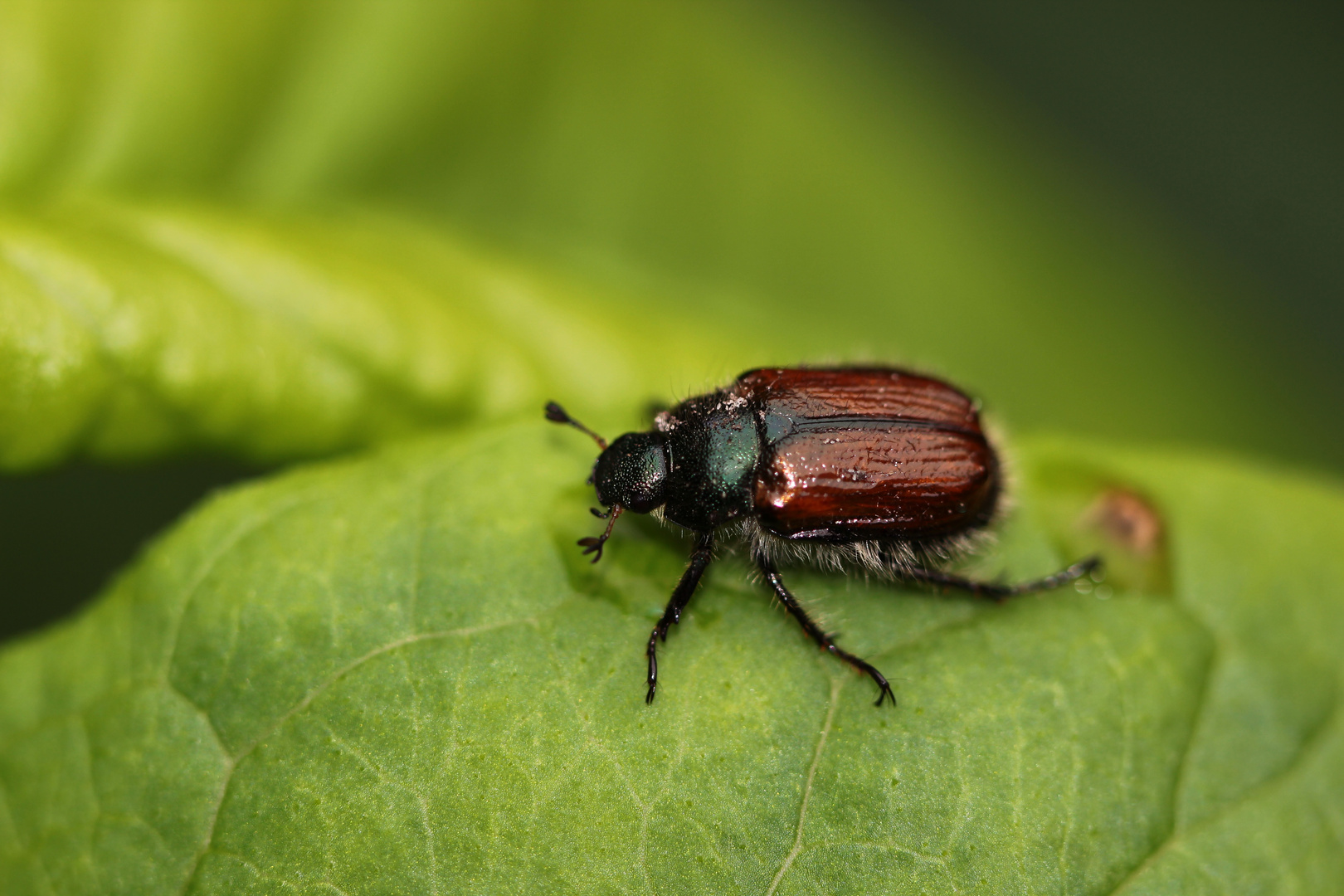 (2) Gartenlaubkäfer (Phyllopertha horticola)