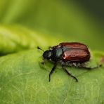 (2) Gartenlaubkäfer (Phyllopertha horticola)