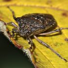 (2) Gartenwanze (Rhaphigaster nebulosa) am 9.12.2013 in Langenfeld/Rhld.