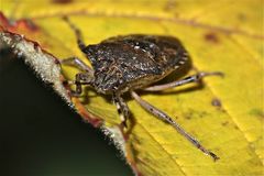 (2) Gartenwanze (Rhaphigaster nebulosa) am 9.12.2013 in Langenfeld/Rhld.