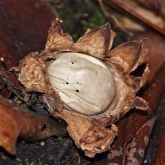 (2) Geastrum rufescens - der Rötende Erdstern (mißgebildetes Exemplar)