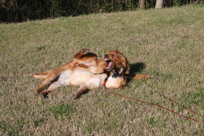 2 gefährliche Hundedamen ??