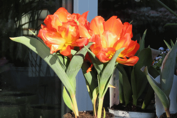 2 gefüllte Tulpen im Schaufenster