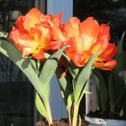 2 gefüllte Tulpen im Schaufenster