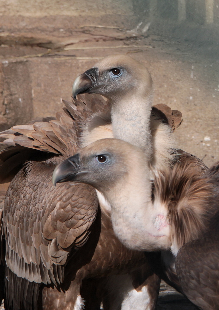 2 Geier im Zoo Münster