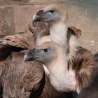 2 Geier im Zoo Münster