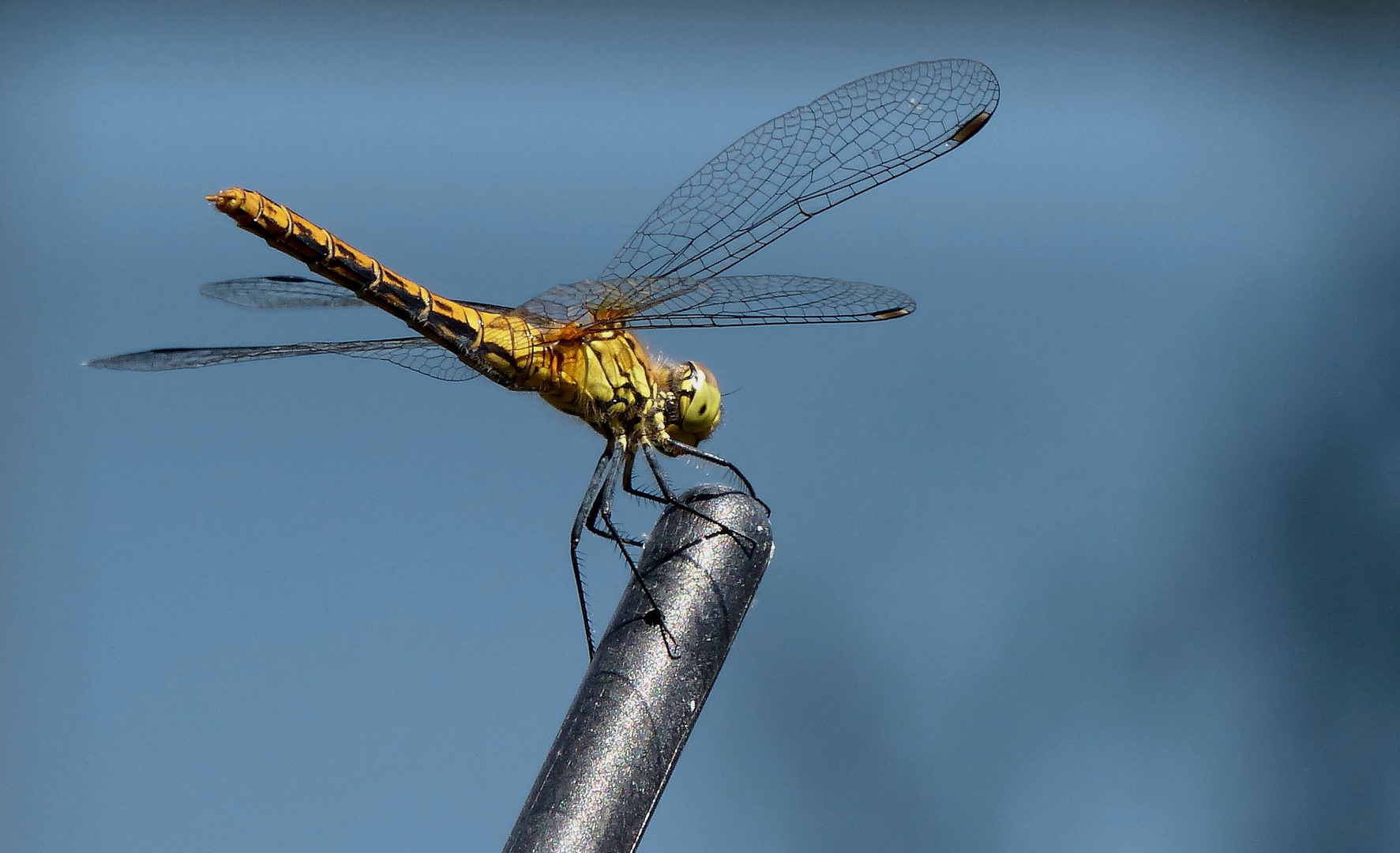 (2) "Gemeine Heidelibelle" (Sympetrum vulgatum)