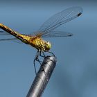 (2) "Gemeine Heidelibelle" (Sympetrum vulgatum)