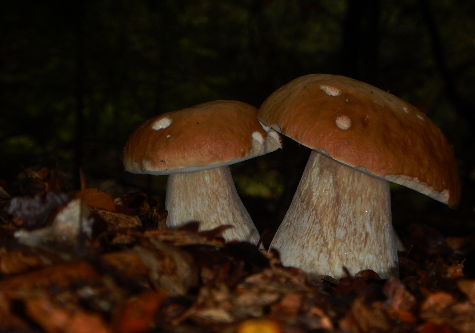 2 Gemeine Steinpilze (Boletus edulis) Foto &amp; Bild | pflanzen, pilze ...