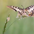 2. Generation Schwalbenschwanz fliegt schon