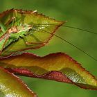 (2) Gepunktete Zartschrecke (Weibchen) 