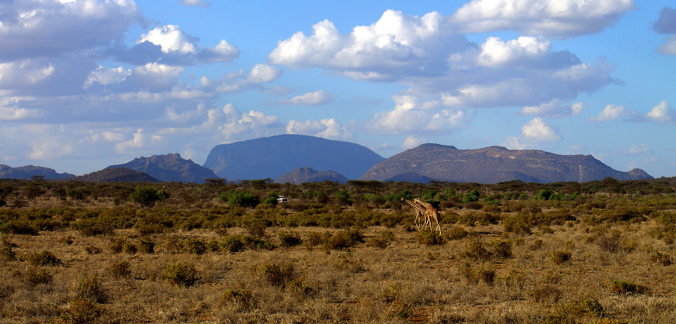 2 Giraffen auf Safari