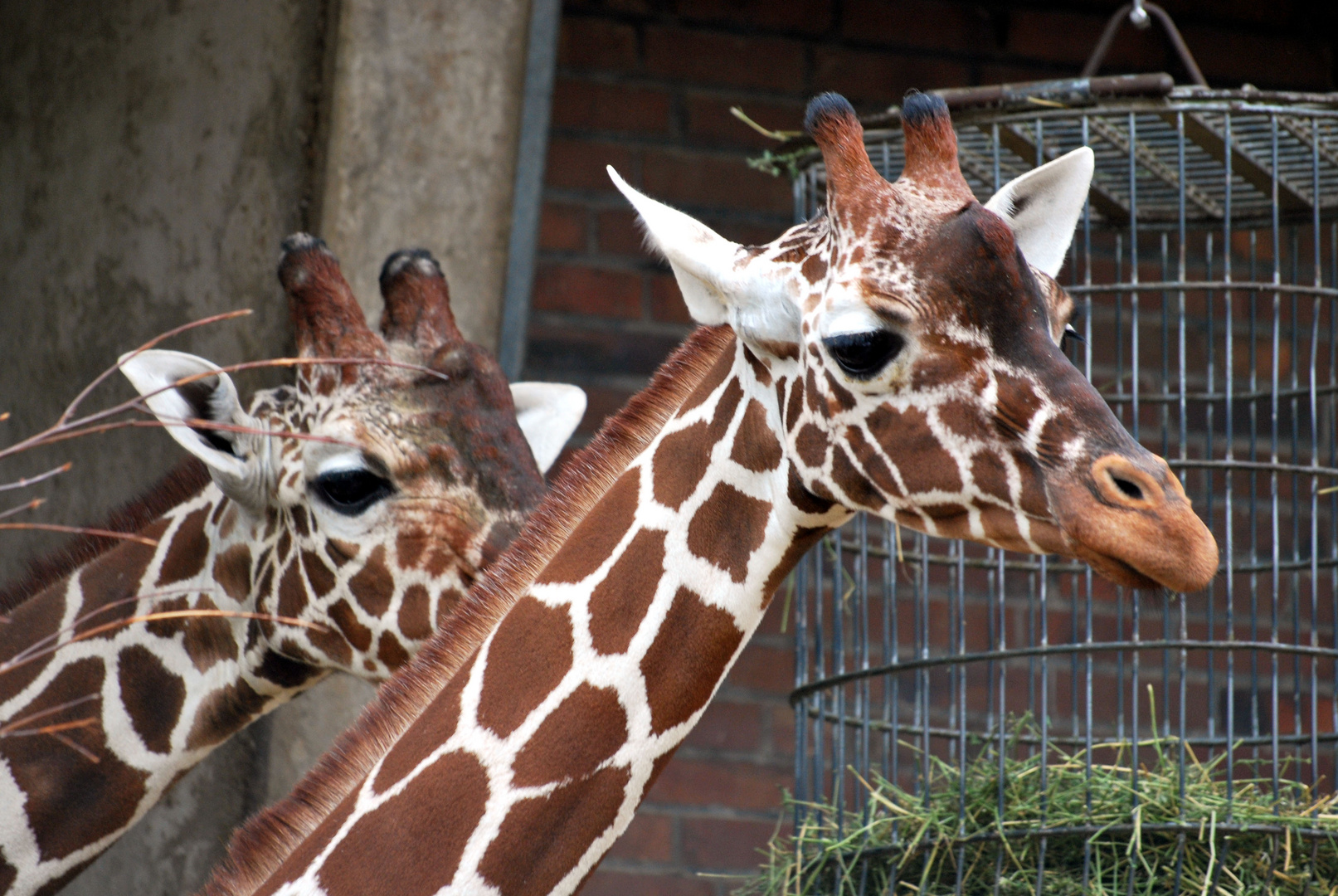 2 Giraffen im Kölner Zoo